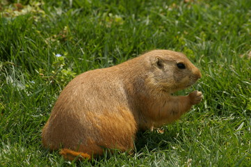 Marmot on grass