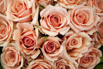 Pink roses