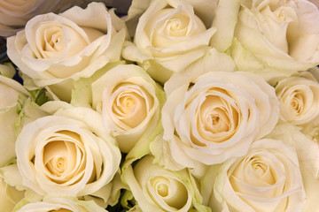 Fototapeta premium White roses