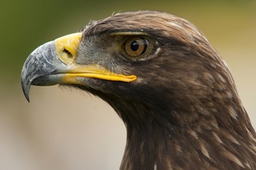 Aigle royal (Aquila chrysaetos)