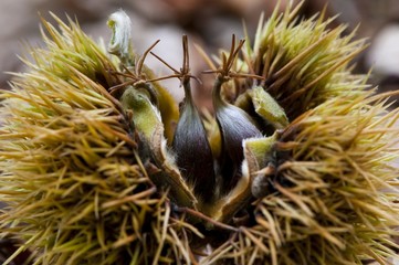Jeunes chataignes tombées au sol en forêt de Crécy