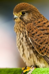 Faucon crécerelle (Falco tinnunculus - Common Kestrel) femelle