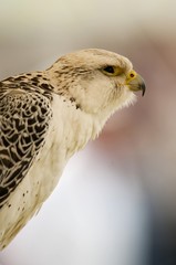 Faucon gerfaut (Falco rusticolus - Gyr Falcon)