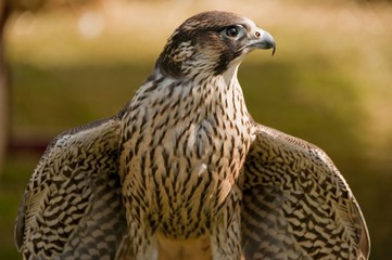 Faucon pélerin (Falco peregrinus,Peregrine Falcon)