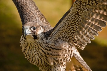 Faucon pélerin (Falco peregrinus,Peregrine Falcon)