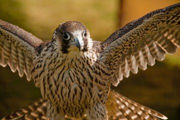 Faucon pélerin (Falco peregrinus,Peregrine Falcon)
