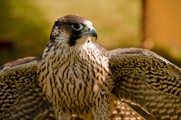 Faucon pélerin (Falco peregrinus,Peregrine Falcon)