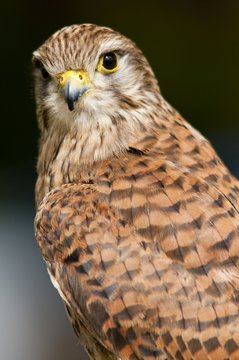 Faucon crécerelle (Falco tinnunculus - Common Kestrel) femelle