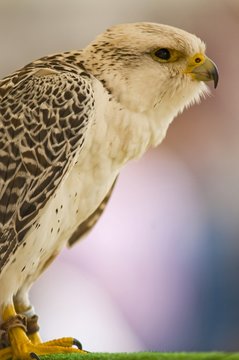 Faucon gerfaut (Falco rusticolus - Gyr Falcon)