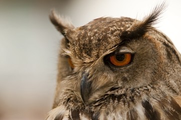 Hibou Grand-duc d'Europe (Bubo bubo - Eagle Owl)