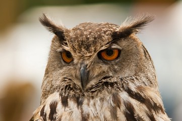 Hibou Grand-duc d'Europe (Bubo bubo - Eagle Owl)