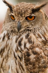 Hibou Grand-duc d'Europe (Bubo bubo - Eagle Owl)