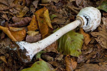 Obraz premium Lépiote élevée ( coulemelle, Macrolepiota procera)