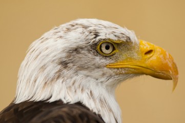 pygargue à tête blanche (Haliaeetus leucocephalus - Bald Eagle