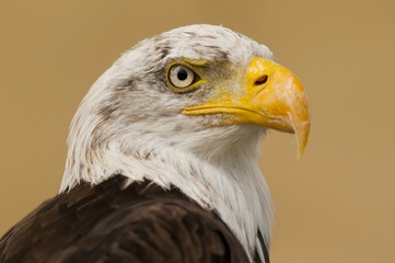 Fototapeta premium pygargue à tête blanche (Haliaeetus leucocephalus - Bald Eagle
