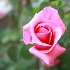 Pink Rose close up square