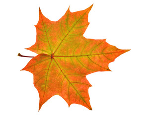 red and green maple leaf