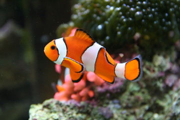 Fototapeta na wymiar Nemo, Clownfish