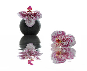 Composition zen avec orchidée et reflet