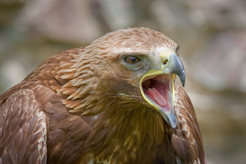 Hawk votes for Nature