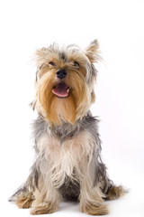 picture of a seated puppy yorkshire terrier