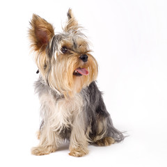 a small seated puppy looking at something over white