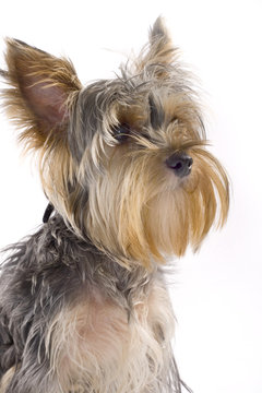 closeup picture of a yorkshire terrier