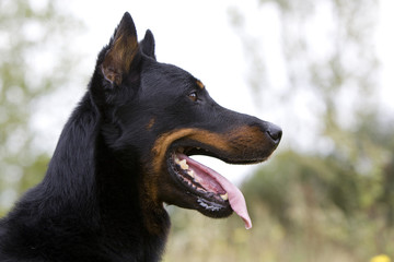 portrait du berger de beauce de profil tirant la langue