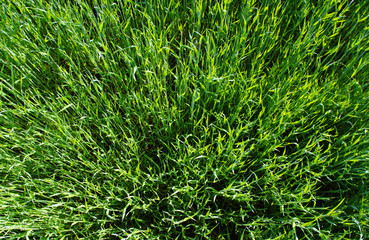green lawn