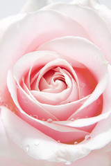 Fototapeta na wymiar beautiful pink rose with water drops