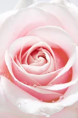 Poster de jardin Roses beautiful pink rose with water drops