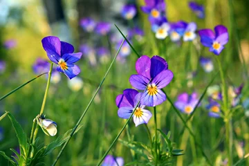 Photo sur Plexiglas Pansies violets on field
