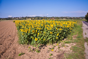 Sonnenblume im Sonnenblumenfeld in der Sonne