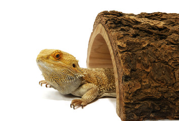 Bearded dragon