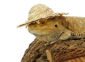 Bearded dragon with hat