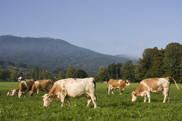 Fototapeta na wymiar bayrische kühe