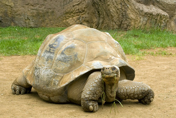A giant tortoise chewing grass