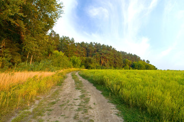 Fototapeta na wymiar Rural road near forests field