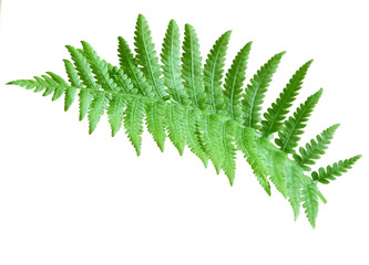 Fern