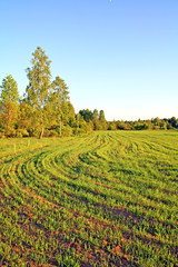 sprout of the wheat on field