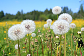 dandelion on field