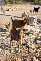 Capre nella fattoria