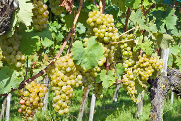 Yellow grapes