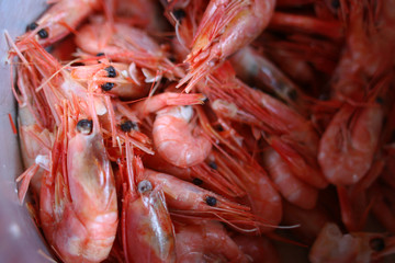Shrimps Garnelen