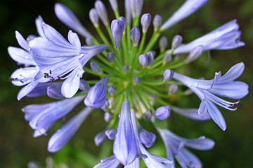 Blüte Blaulilie