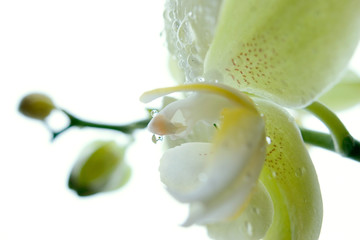 Blüte Orchidee