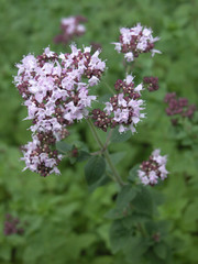 ハーブ「オレガノ」  Oregano