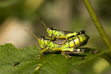 Fototapeta premium riproduzione