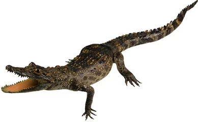 Afwasbaar Fotobehang Krokodil Kleine krokodil geïsoleerd op wit