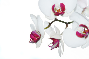 White orchids with purple cores